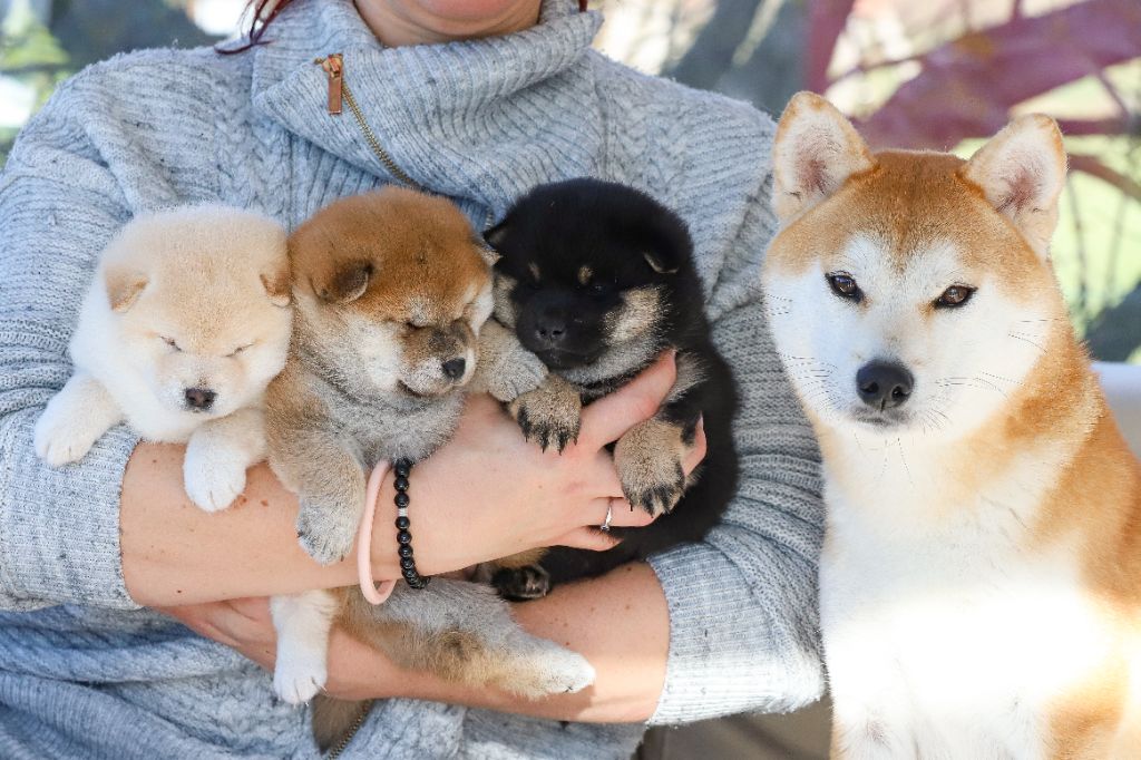 chiot Shiba De Matatizo Hakuna