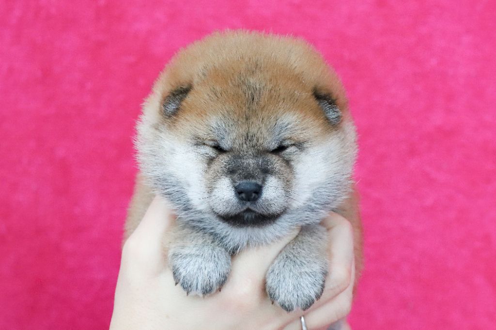 De Matatizo Hakuna - Chiot disponible  - Shiba