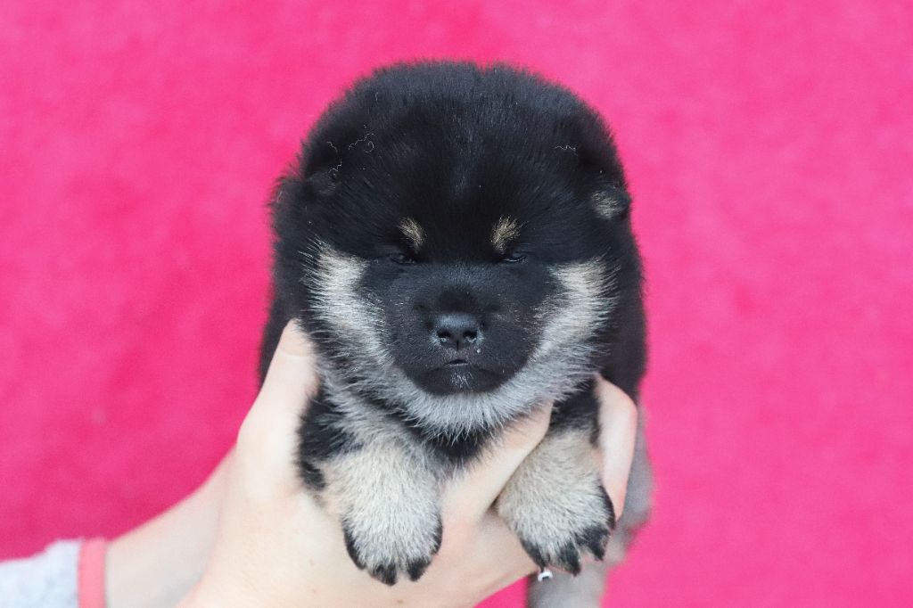 De Matatizo Hakuna - Chiot disponible  - Shiba