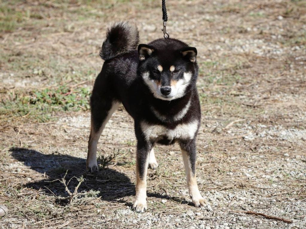 CH. Mikki Go Sakura Kensha