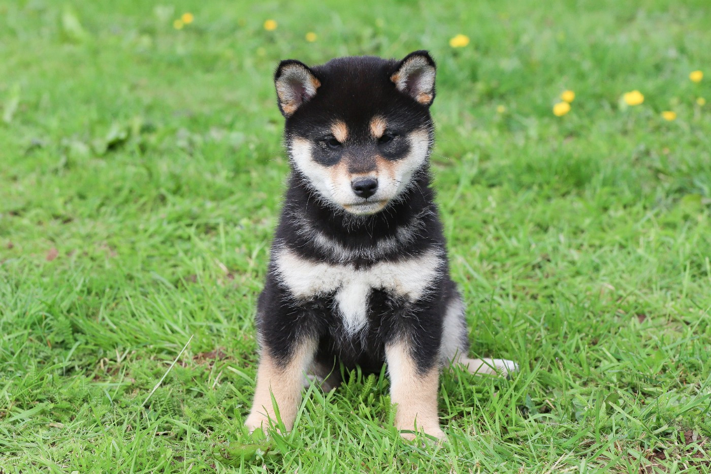 Vega Yuzu De Matatizo Hakuna