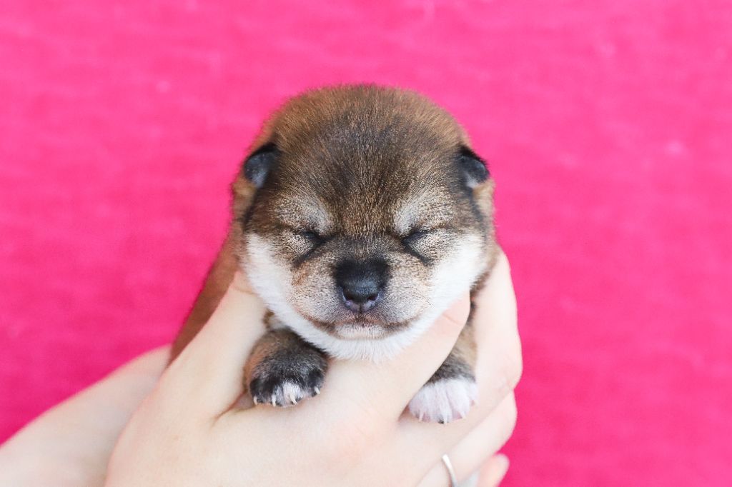 De Matatizo Hakuna - Chiots disponibles - Shiba