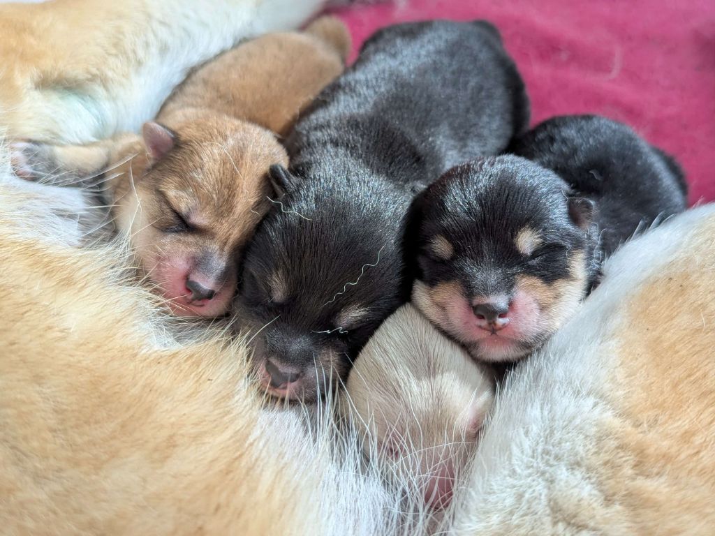 Chiot Shiba De Matatizo Hakuna