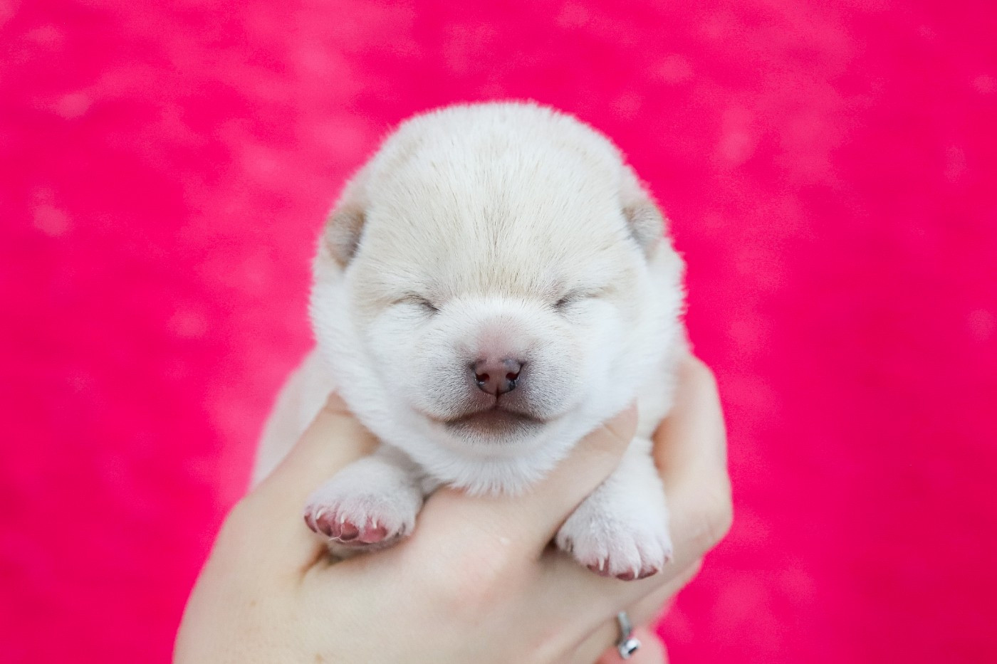 De Matatizo Hakuna - Chiots disponibles - Shiba