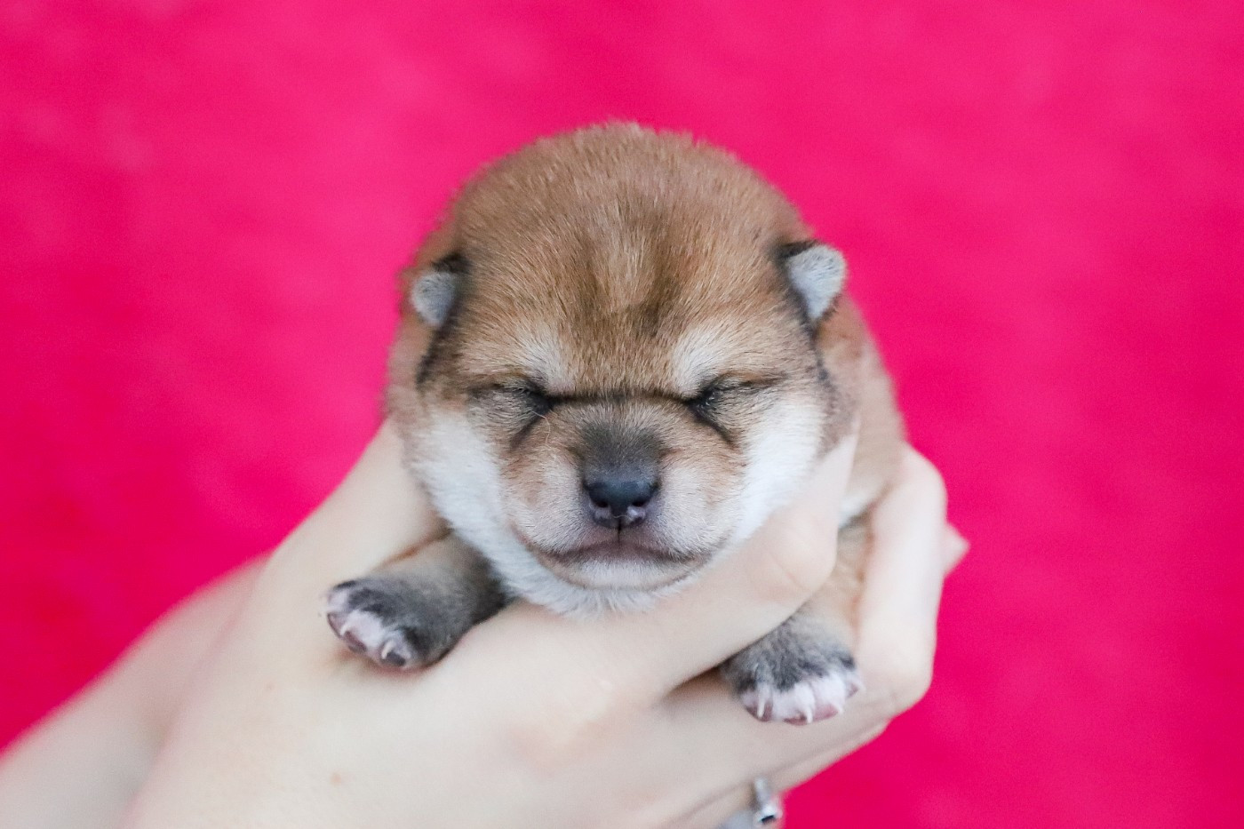 De Matatizo Hakuna - Chiots disponibles - Shiba