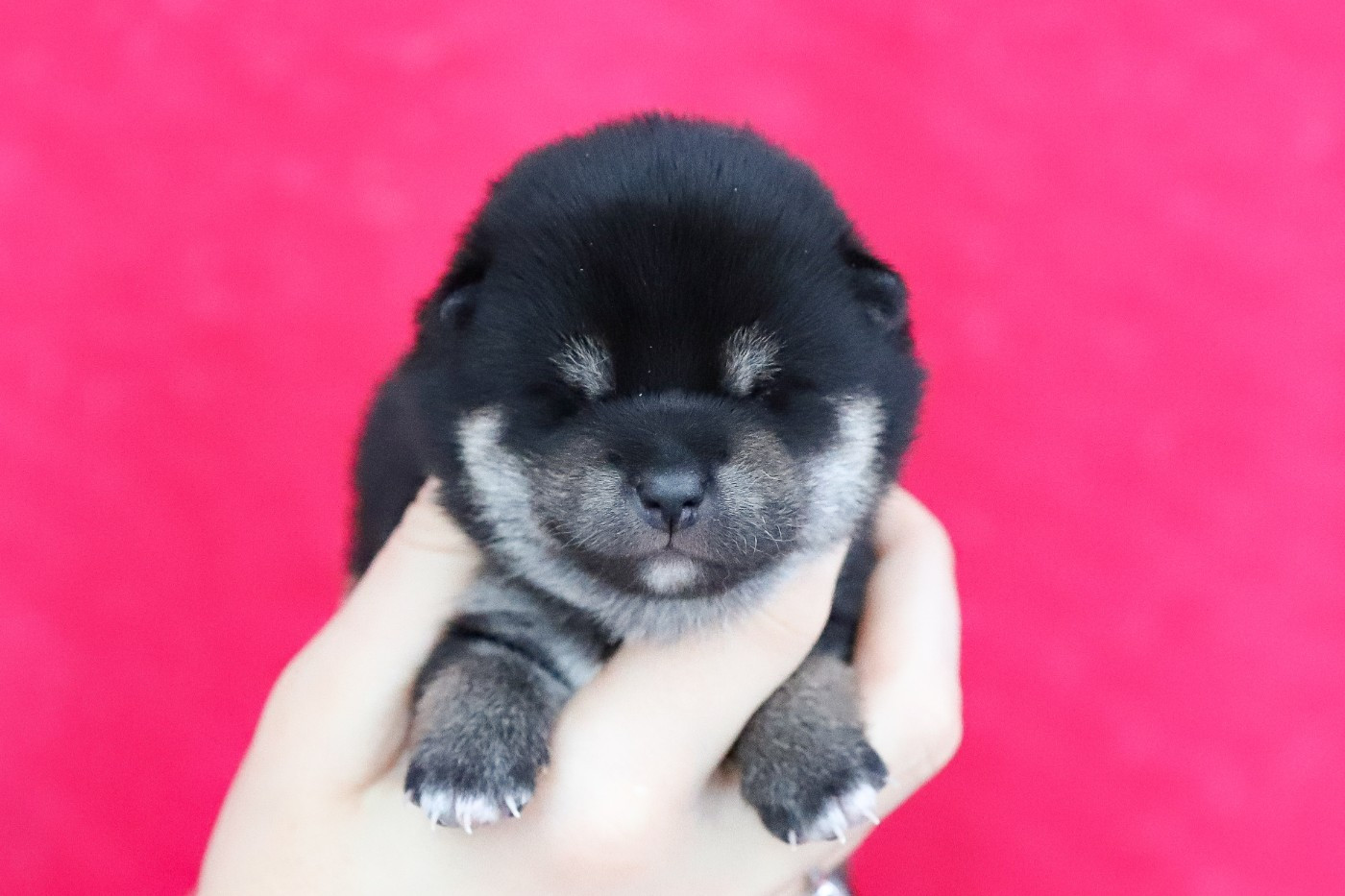 De Matatizo Hakuna - Chiots disponibles - Shiba