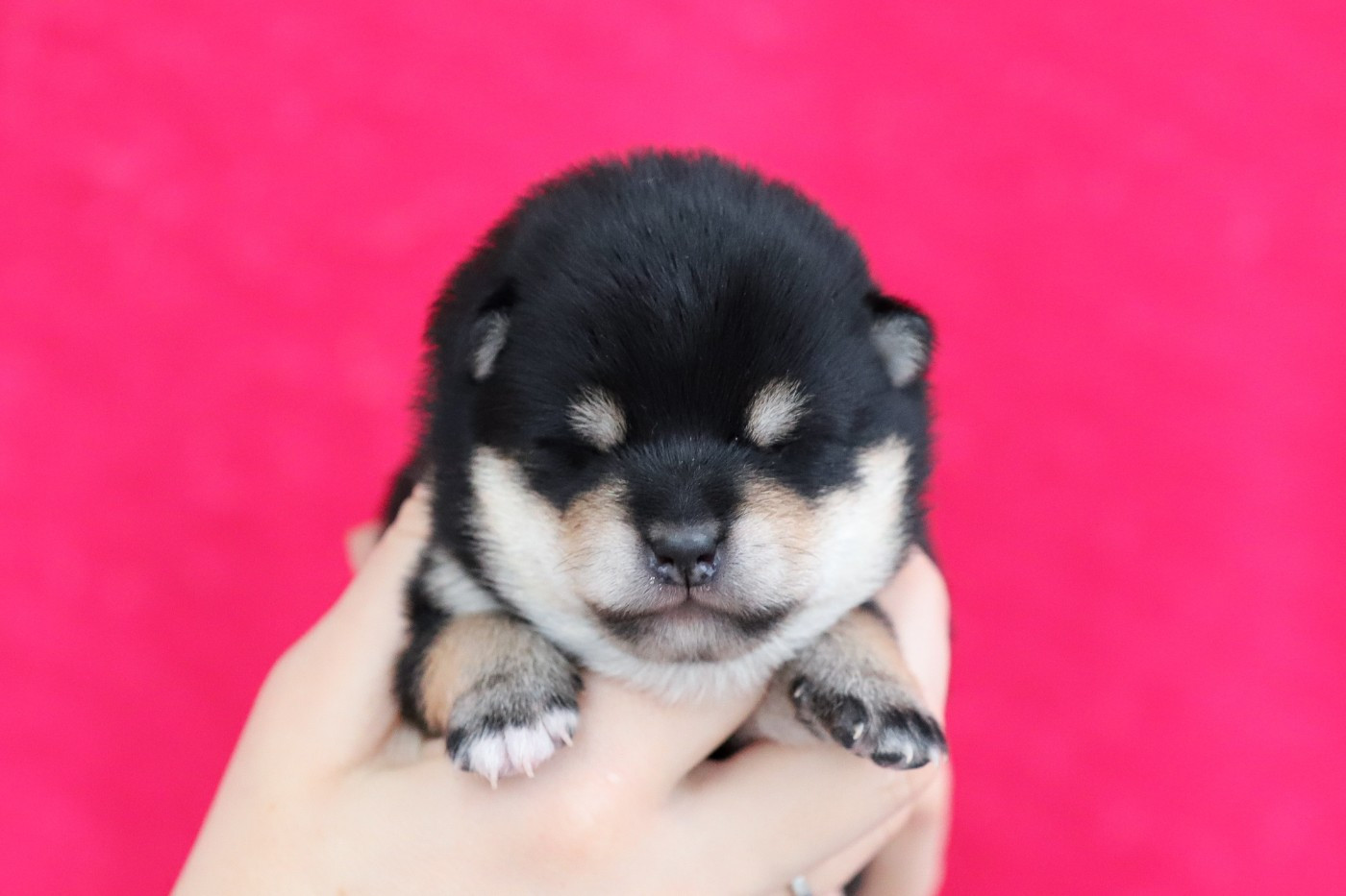 De Matatizo Hakuna - Chiots disponibles - Shiba