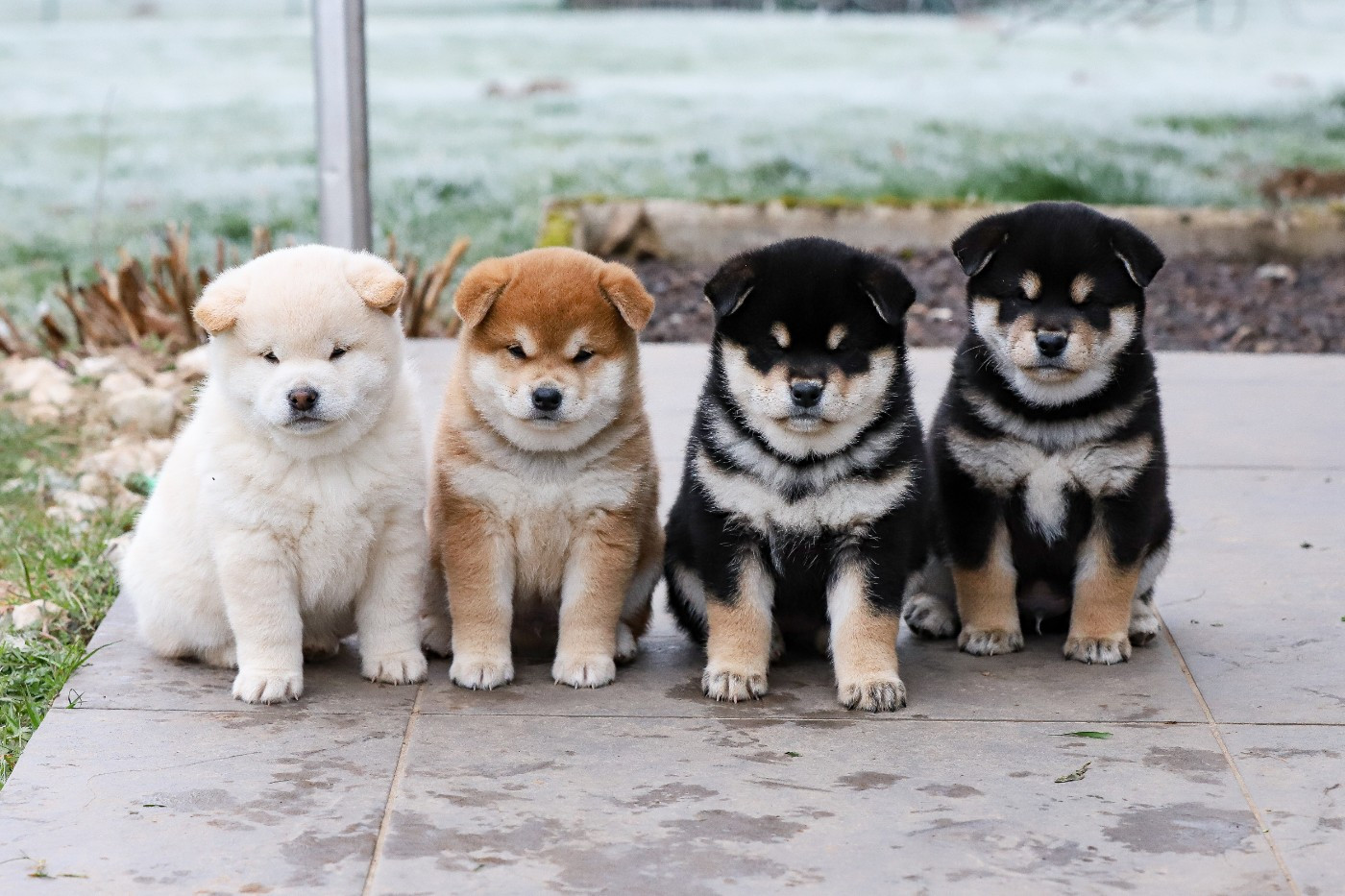 Chiot Shiba De Matatizo Hakuna