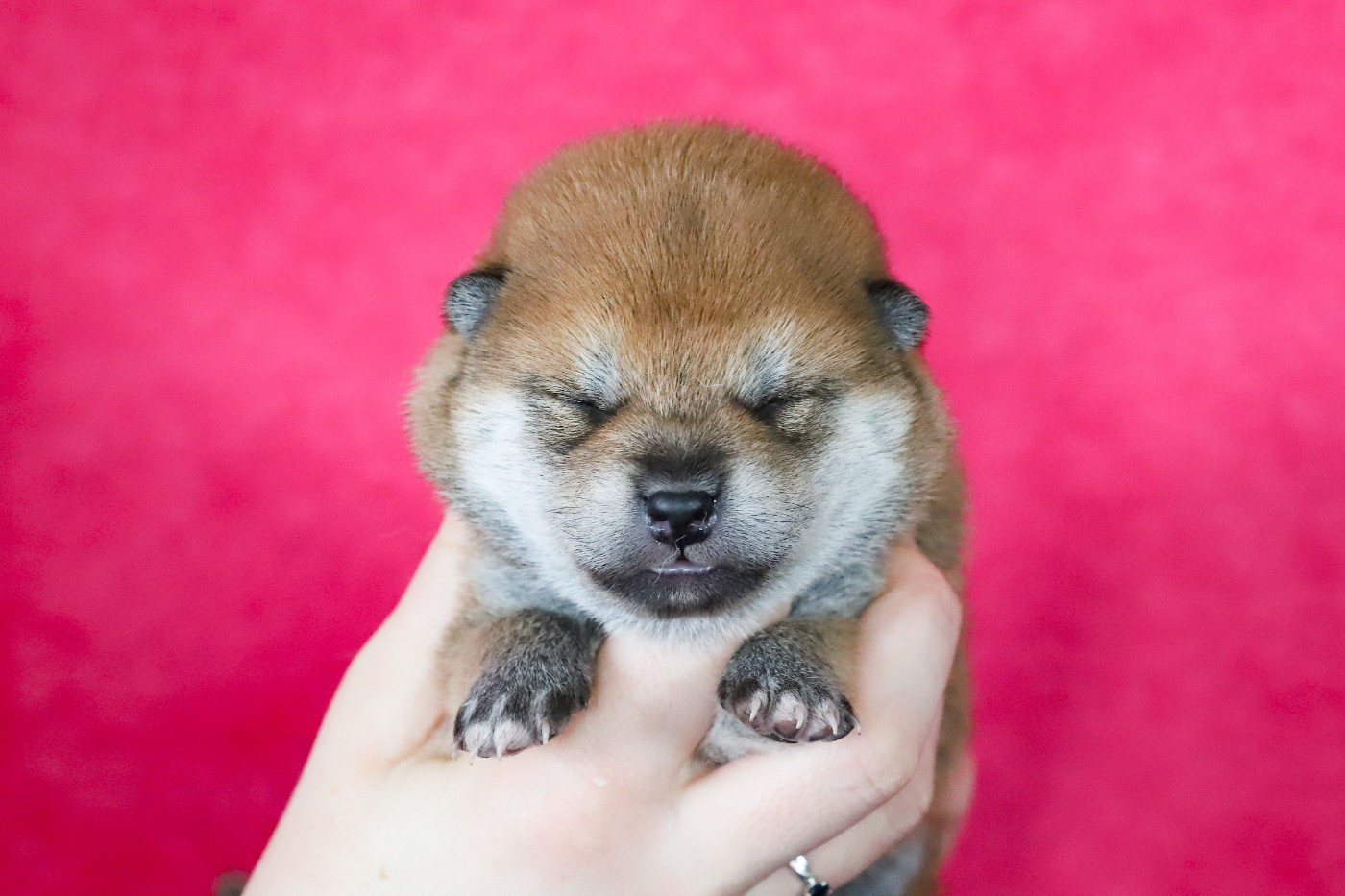 De Matatizo Hakuna - Chiots disponibles - Shiba