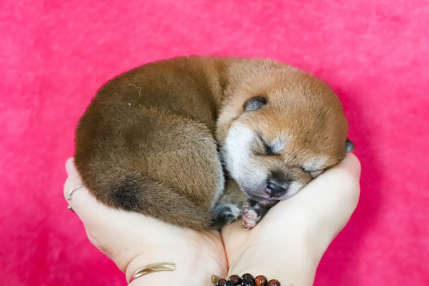 Chiot Shiba De Matatizo Hakuna