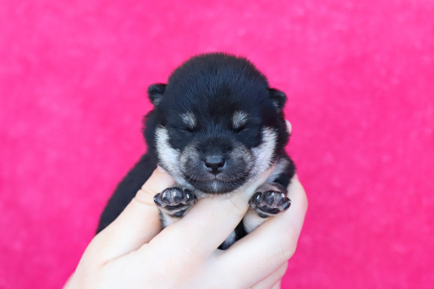 De Matatizo Hakuna - Chiots disponibles - Shiba