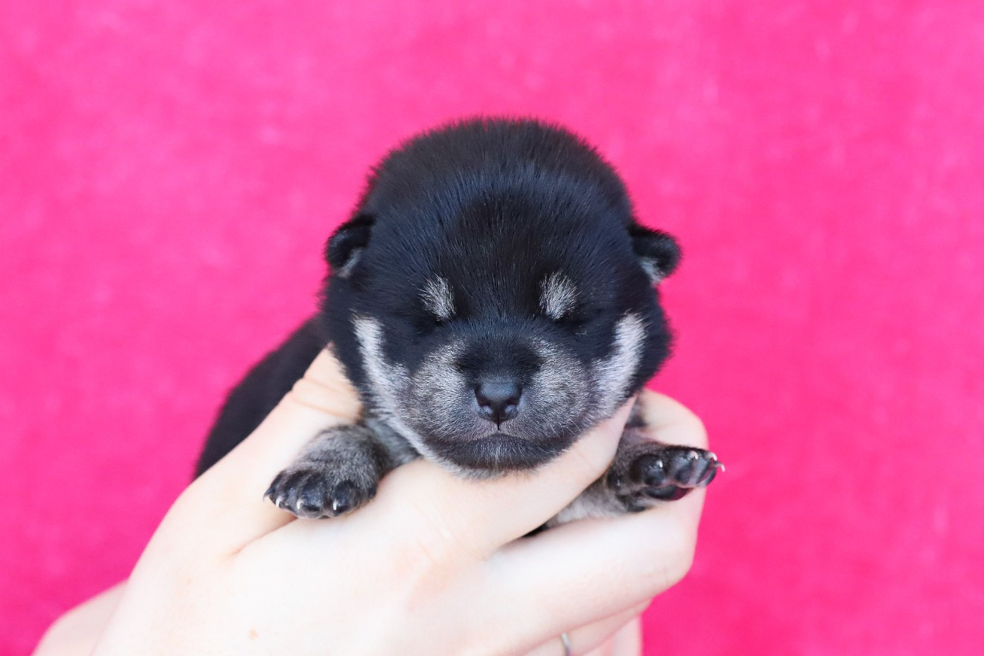 De Matatizo Hakuna - Chiots disponibles - Shiba