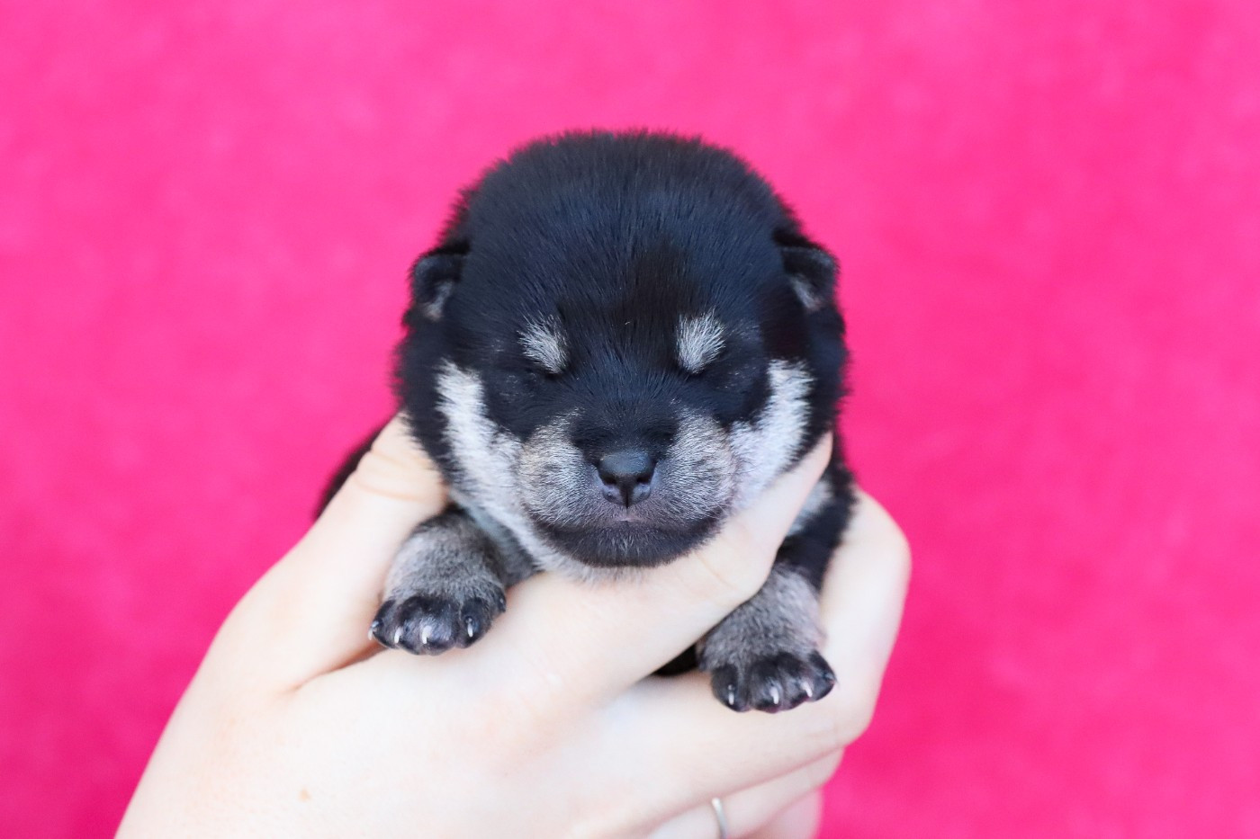 Chiot Shiba De Matatizo Hakuna