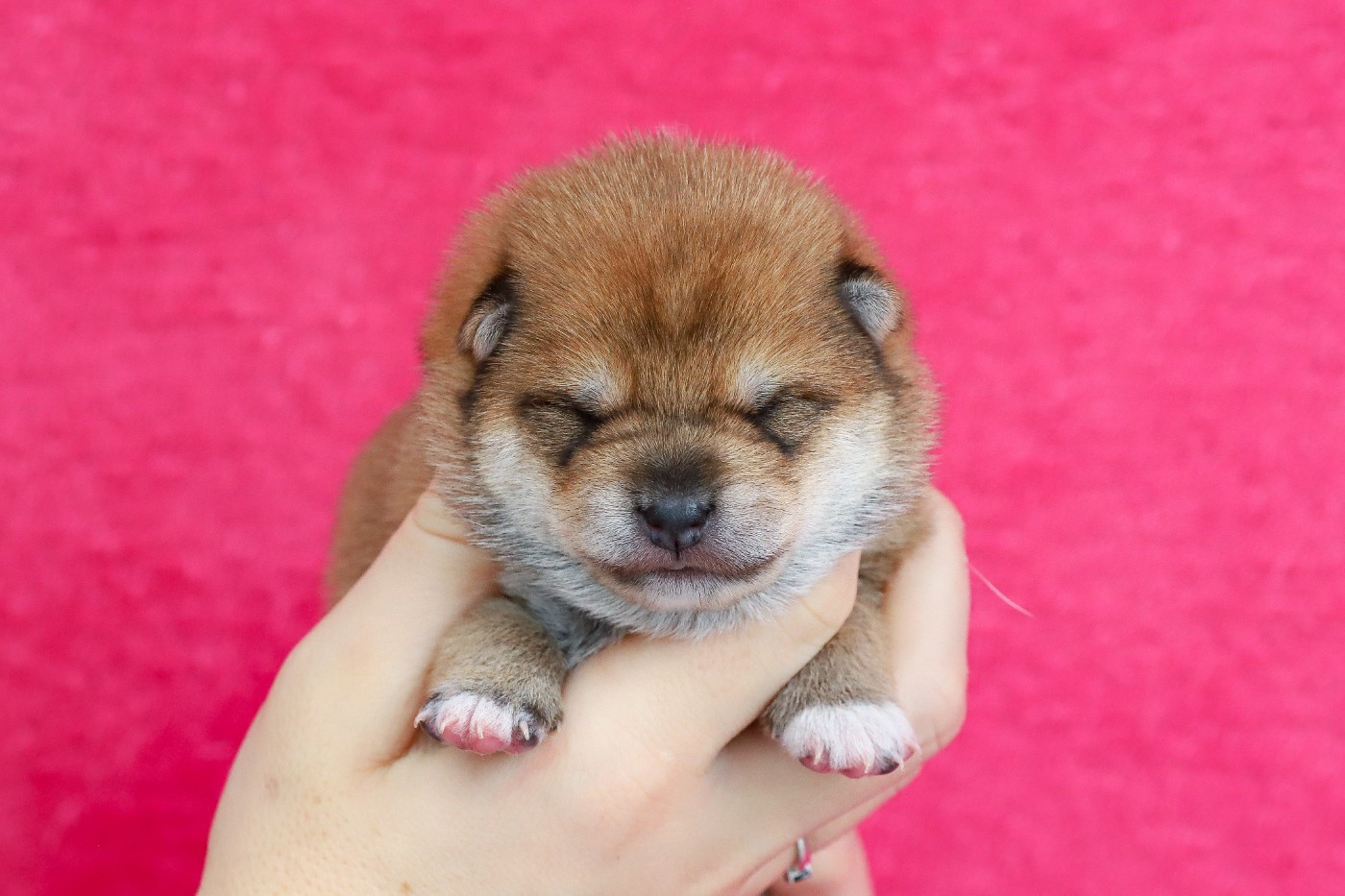 De Matatizo Hakuna - Chiots disponibles - Shiba