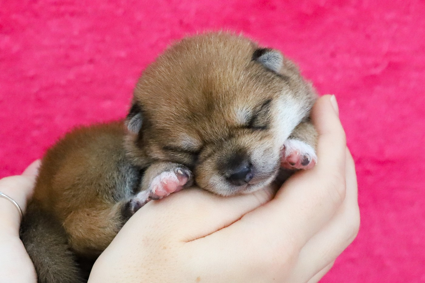 Chiot Shiba De Matatizo Hakuna