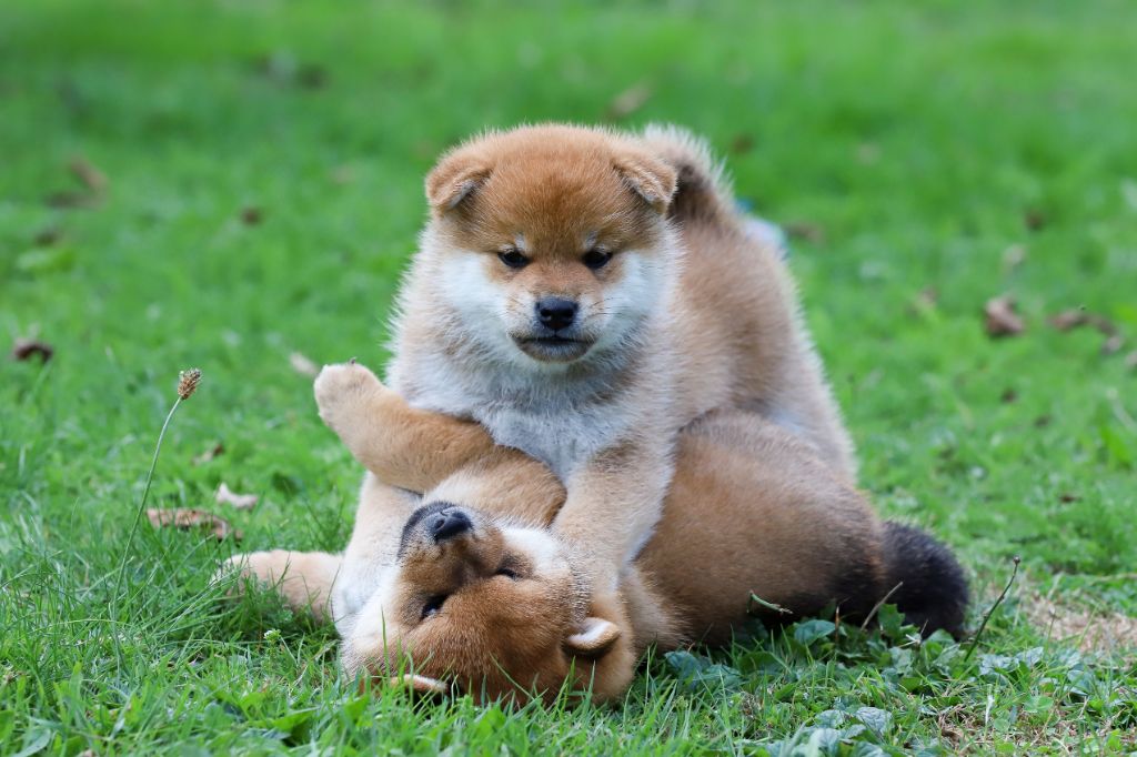 De Matatizo Hakuna - Shiba - Portée née le 03/08/2025