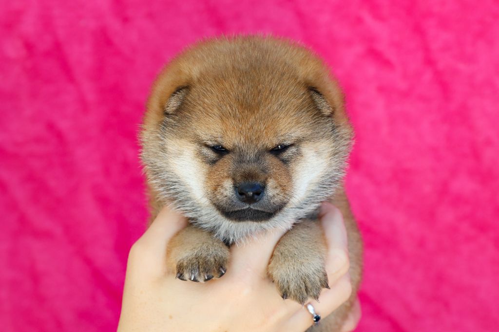 De Matatizo Hakuna - Chiots disponibles - Shiba