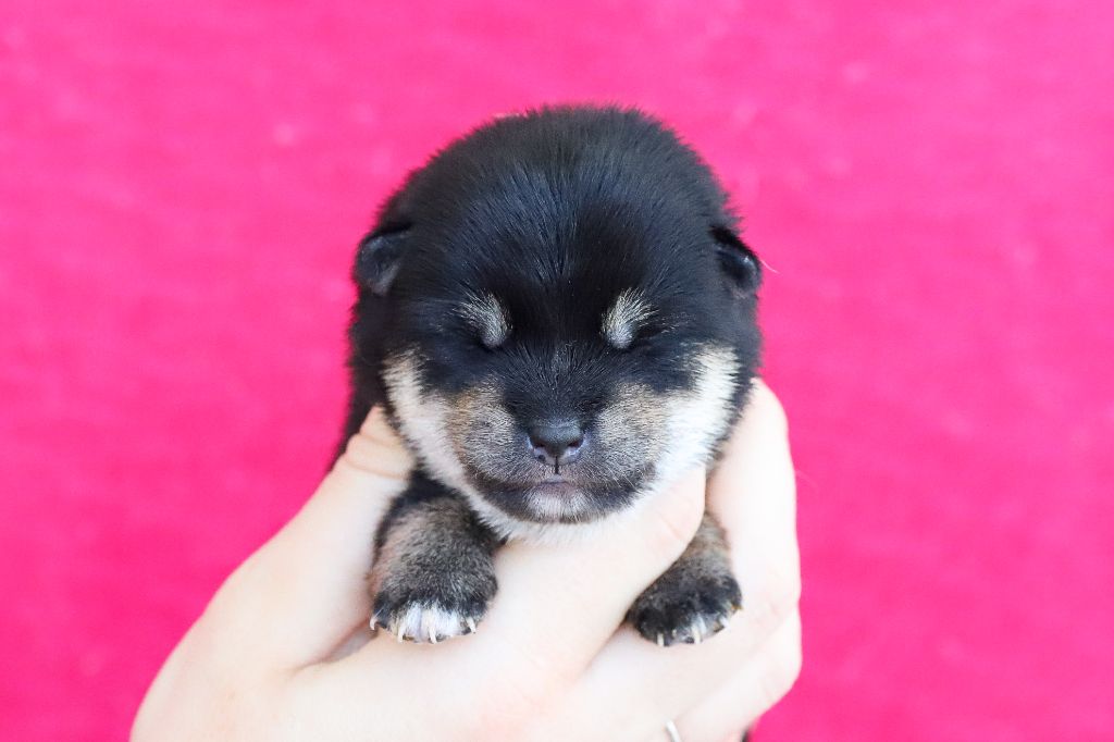 De Matatizo Hakuna - Chiots disponibles - Shiba