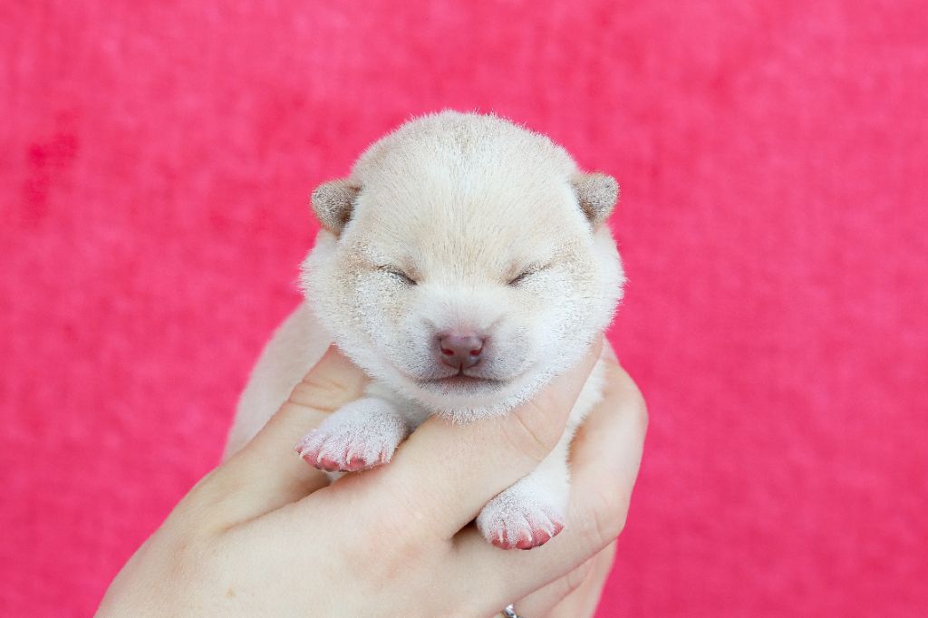 De Matatizo Hakuna - Chiots disponibles - Shiba