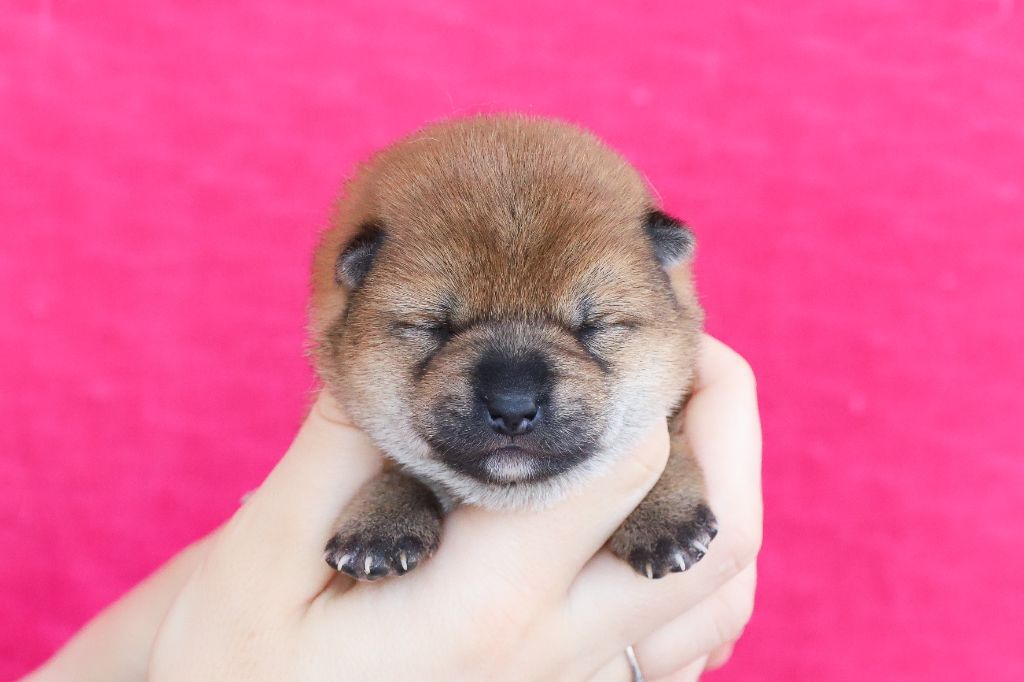 De Matatizo Hakuna - Chiots disponibles - Shiba
