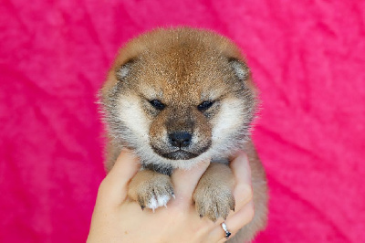 ATCHIKO