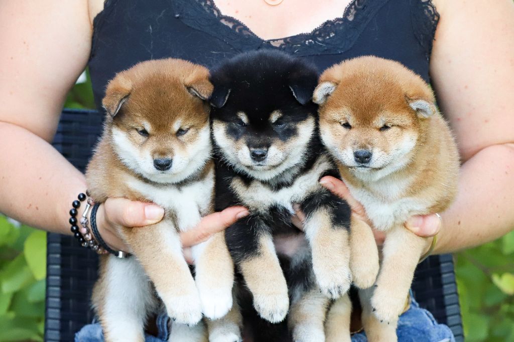 Chiot Shiba De Matatizo Hakuna
